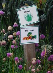 http://beyondwonderful.com/images/barbaras_blog/david_haskell/chives_signs_180x245.jpg