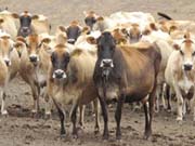http://beyondwonderful.com/images/barbaras_blog/karen_bianchi_moreda/jersey_herds_180x135.jpg