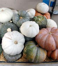 http://beyondwonderful.com/images/barbaras_blog/pumpkins_roast/pumpkins_200x225.jpg