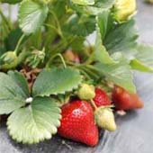 http://beyondwonderful.com/images/barbaras_blog/strawberries/strawberry_plant_170x170.jpg