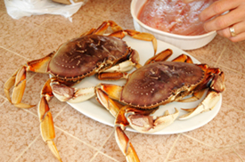 Live San Francisco Dungeness crabs waiting to be cooked for the cioppino.