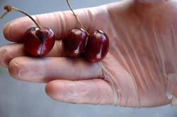 Dan Avakian shows seed and double cherries.