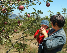 Barbara Adams and baby picking apples at the Gabriel organic farm in Sebastopol, California