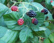 Blackberries at the Gabriel organic farm in Sebastopol, California