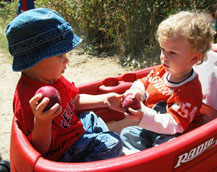 Babies sharing crisp red apples in their red wagon at the Gabriel organic farm in Sebastopol, California