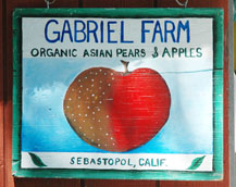 Gabriel Farm organic Asian pears, apples, and blackberries in Sebastopol, California