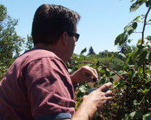 Picking blackberries at the Gabriel organic farm in Sebastopol, California