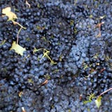 Grapes picked and ready for sorting and crush..