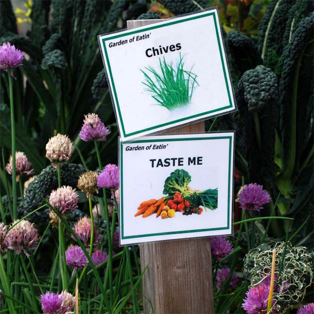 Chives growing in the Garden of Eatin'.