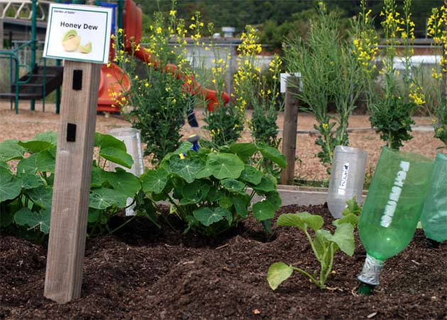 growing plants at the Garden of Eatin'.