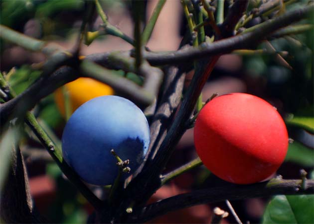 Colored Easter eggs hidde.n in the trees