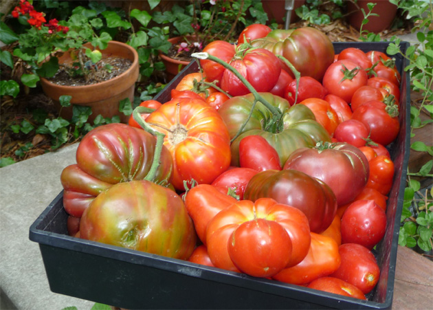 Heirloom tomatoes