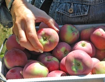 Barbara Adams picking apples at the Gabriel Farm in Sebastopol, California