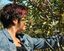 Barbara Adams picking apples at the Gabriel organic farm in Sebastopol, California