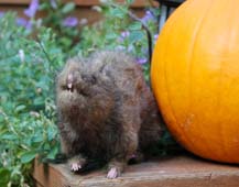 Beyond Wonderful Halloween Pumpkin Carving Party. Fake rat in the garden.