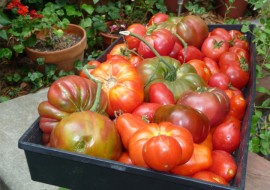 Slices of Summer: Insalata Caprese - 